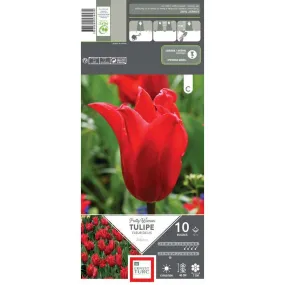 Bulbes de tulipes Fleurs de Lys 'Pretty Woman' - x10
