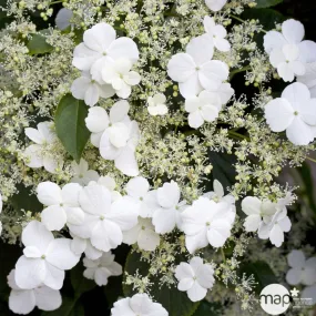 Hydrangea petiolaris TRUFFAUT : C.6L