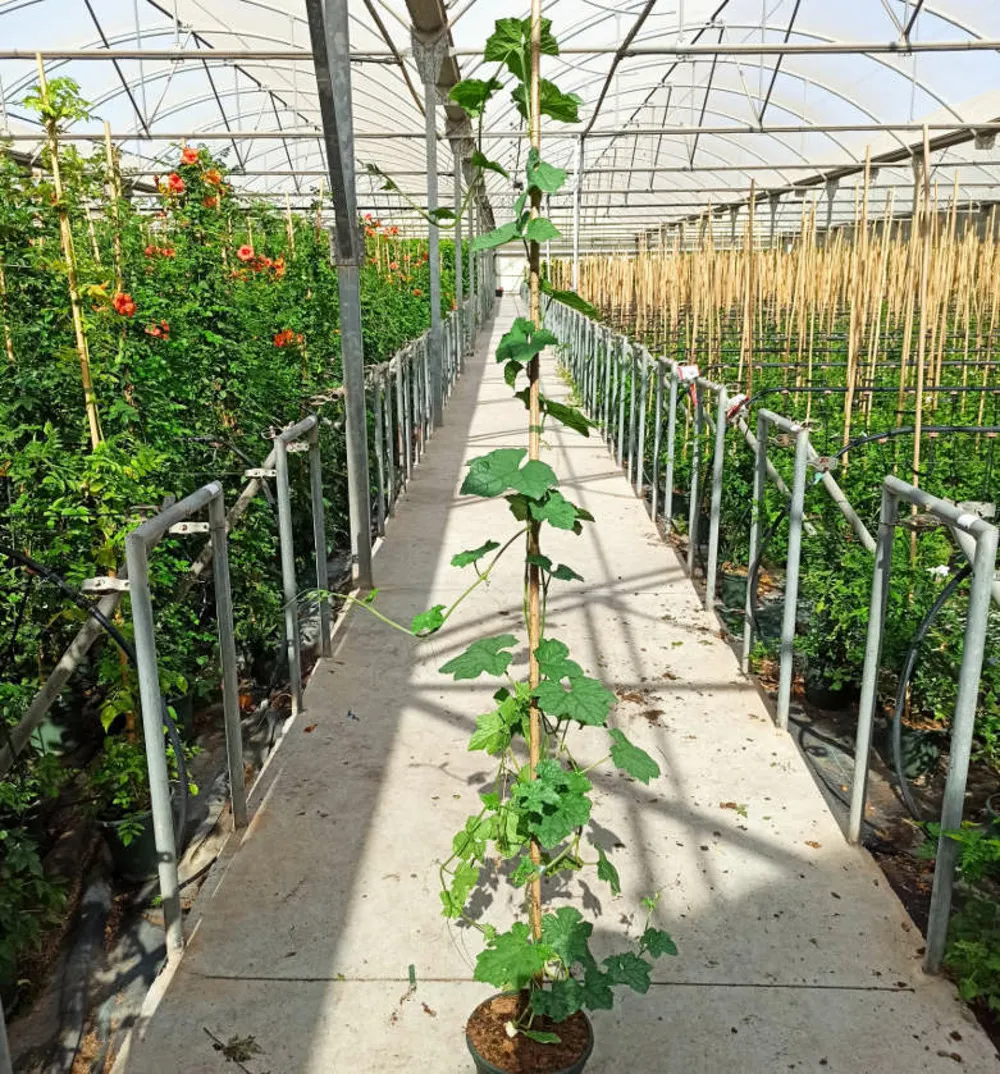 Luffa aegyptiaca syn. Luffa cylindrica (véritable éponge végétal) pot de 4 litres - 140/160 cm