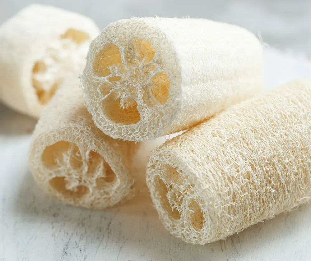 Luffa aegyptiaca syn. Luffa cylindrica (véritable éponge végétal) pot de 4 litres - 140/160 cm