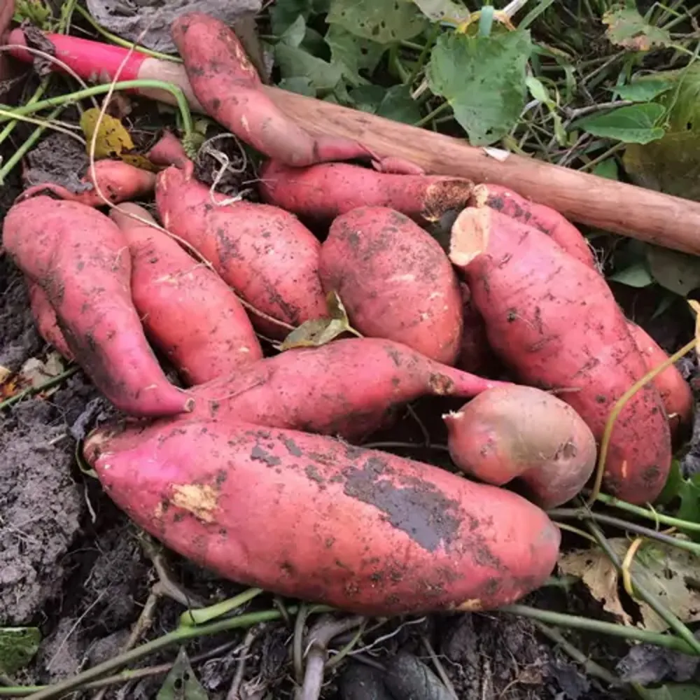 Plant patate douce beauregard bio