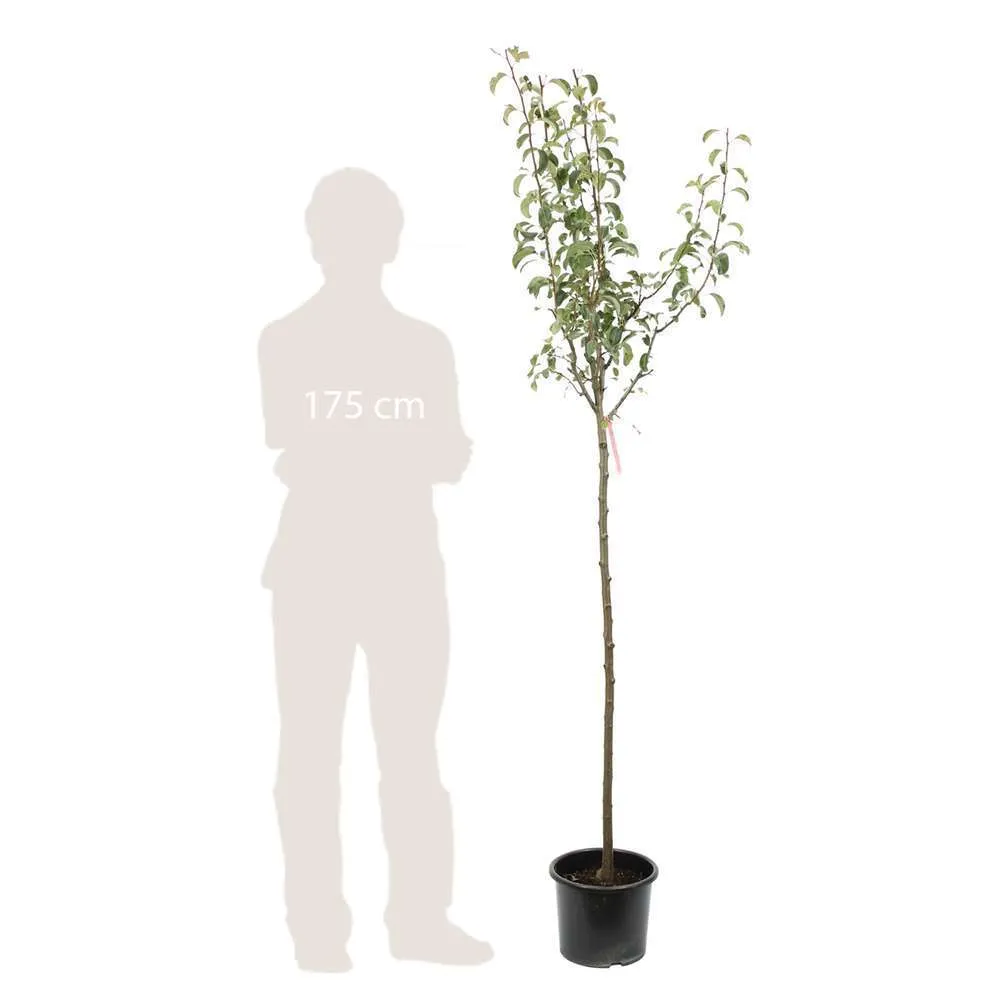 Poirier Louise Bonne : ½ tige, 4-5 ans, H 170-180 cm