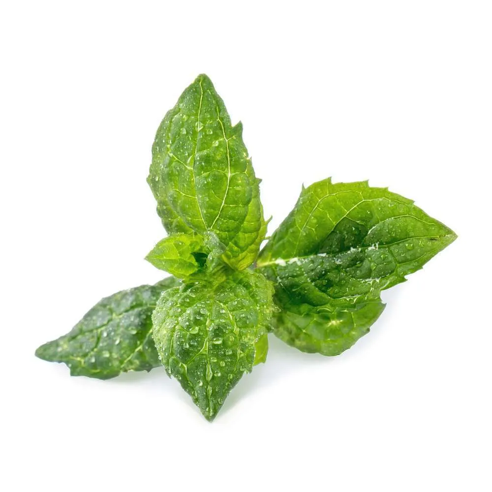 Recharge lingot® de menthe verte bio - pour potager Véritable®