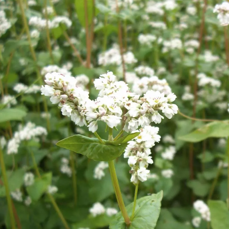 Semence de sarrasin panifiable - bonne coupure qui fertilise le sol